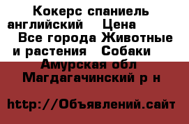 Кокерс спаниель английский  › Цена ­ 4 500 - Все города Животные и растения » Собаки   . Амурская обл.,Магдагачинский р-н